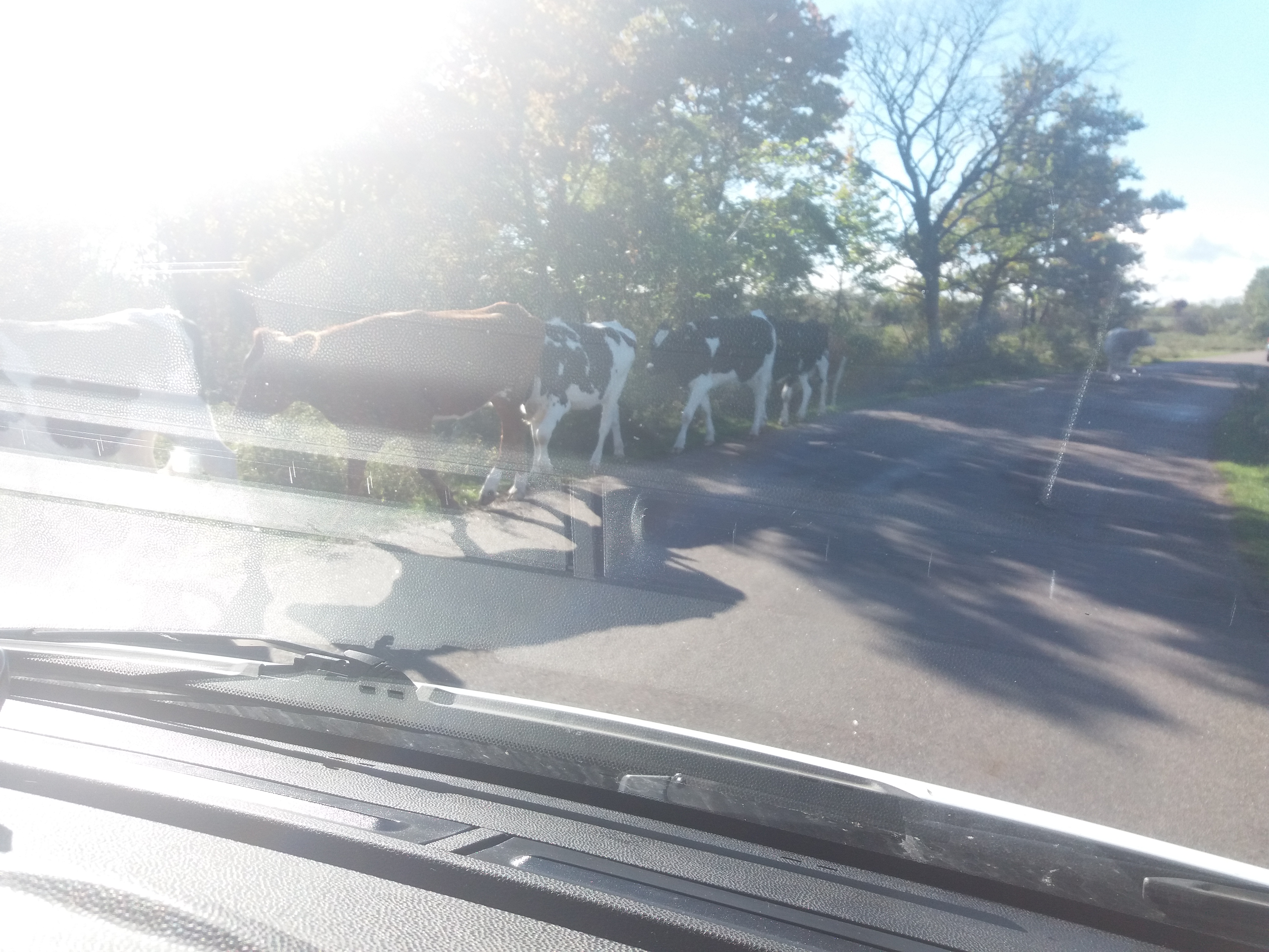 20181007_131133.jpg