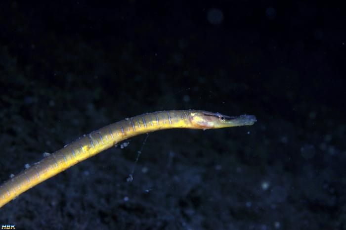 Åter Nere I Gullmarsfjorden