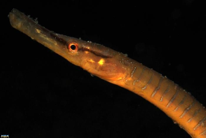 Åter Nere I Gullmarsfjorden