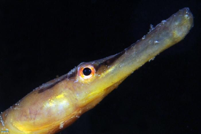 Åter Nere I Gullmarsfjorden