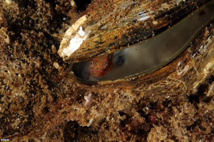 Åter Nere I Gullmarsfjorden