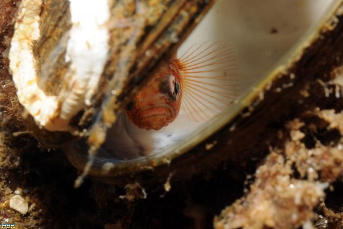 Åter Nere I Gullmarsfjorden