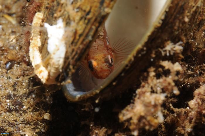 Åter Nere I Gullmarsfjorden
