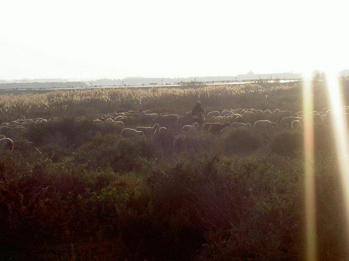 Övervingtring 1, Spanien
