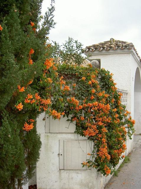 Övervintring 1, Spanien