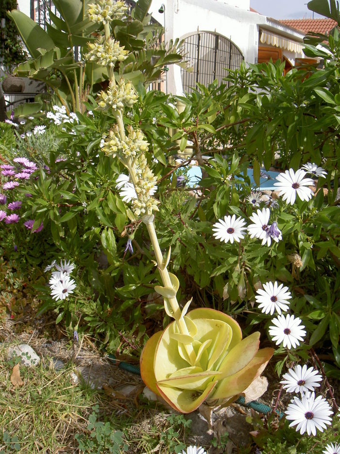 Övervintrresa2, 2008-2009