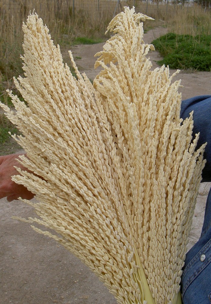 Övervintrresa2, 2008-2009