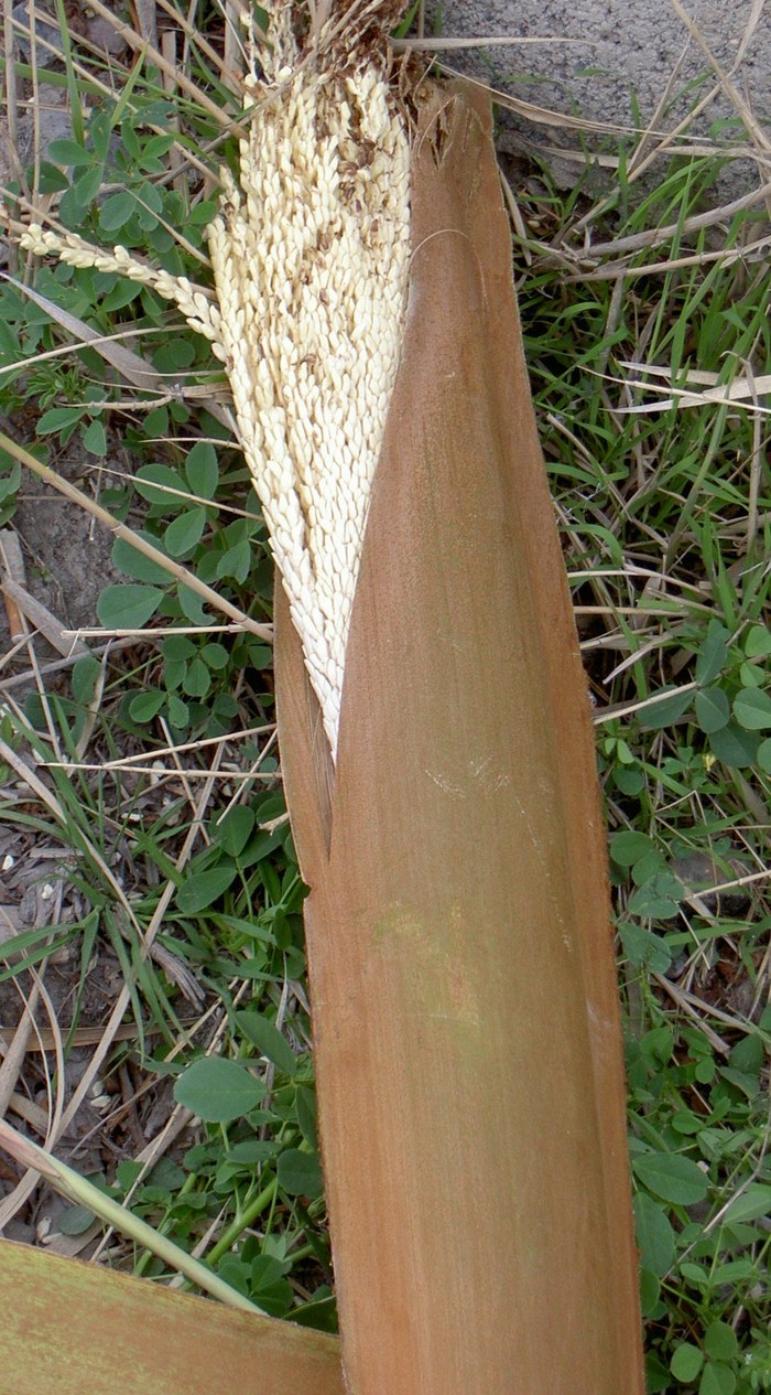 Övervintrresa2, 2008-2009