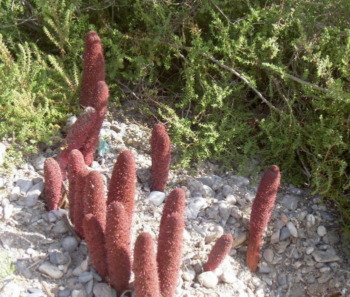 Övervintrresa2, 2008-2009