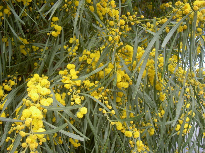 Övervintrresa2, 2008-2009