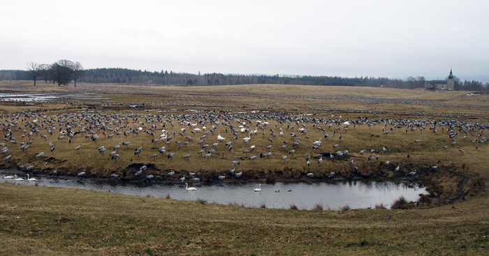 006 - Trandansen2008-1
