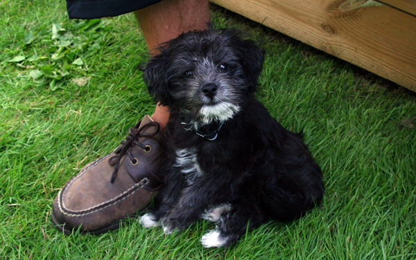 019 - Ny Campingvovve, Ceasar. 8 Veckor