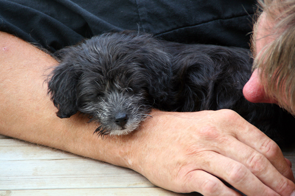 022 - Ny Campingvovve, Ceasar. 8 Veckor