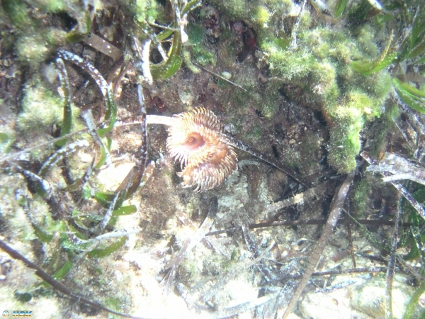 030914 Grekland, Meganesi