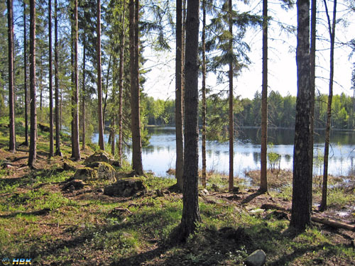 035. Delfin i Glaskogen