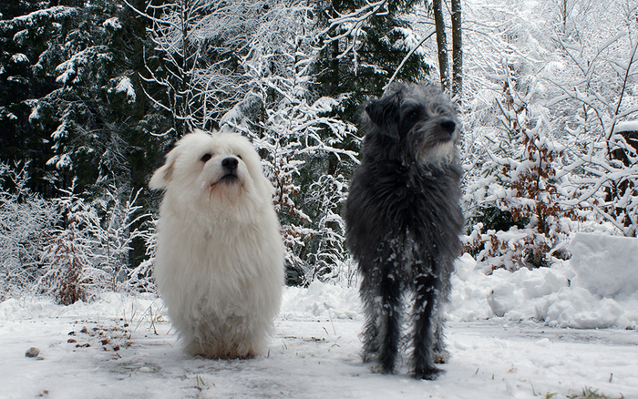 061.Cotte &amp; Ceasar Feb 2009.