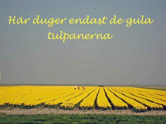 076 Endast Gula Tulpaner