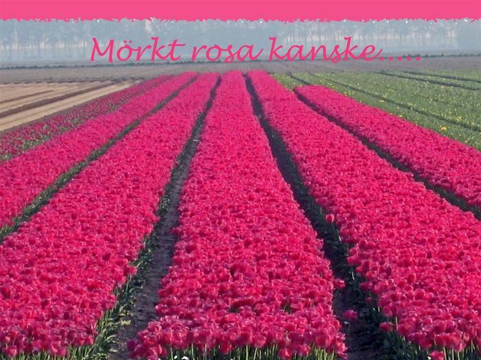077 Tulpaner, morkt rosa kanske