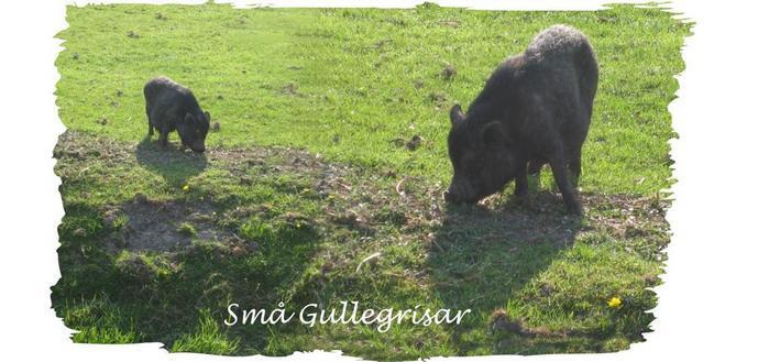 092 Gullegrisar