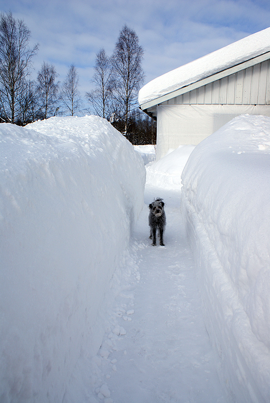 105 - Ceasar gillar snön.