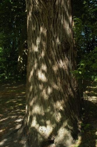 205 Mön