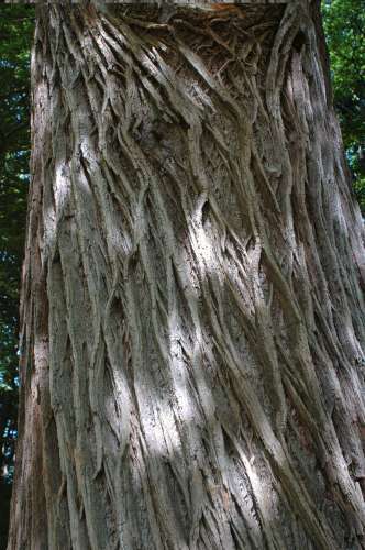 206 Mön