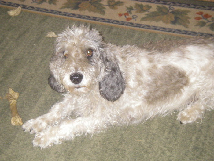 Amira