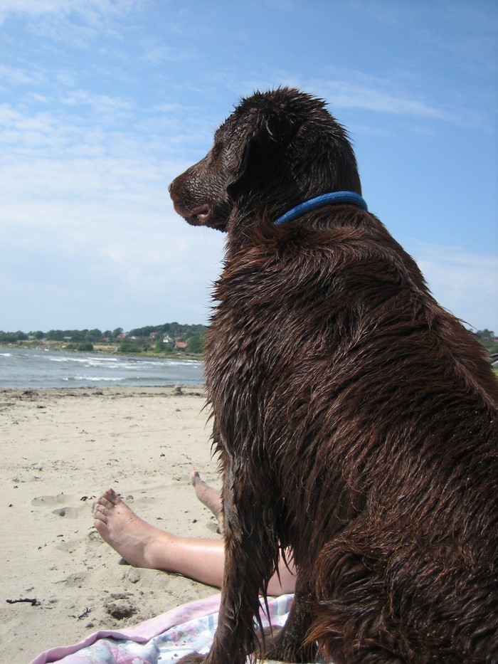 Arko Spanar Ut över Tylösand