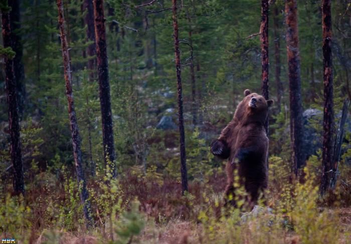 Baloo Kliar Ryggen I Hälsingland