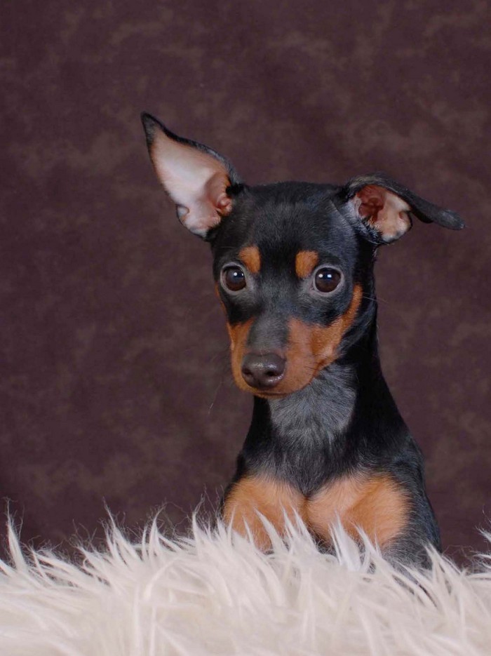 Bilder På Dogge Och Husbilen
