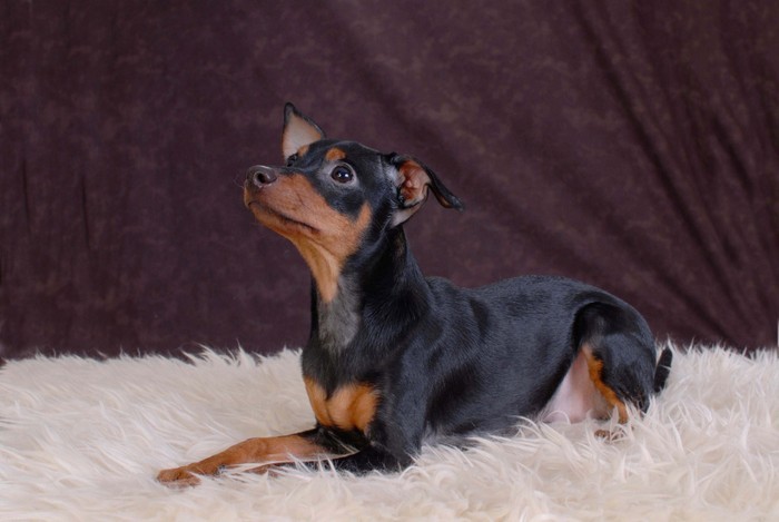 Bilder På Dogge Och Husbilen