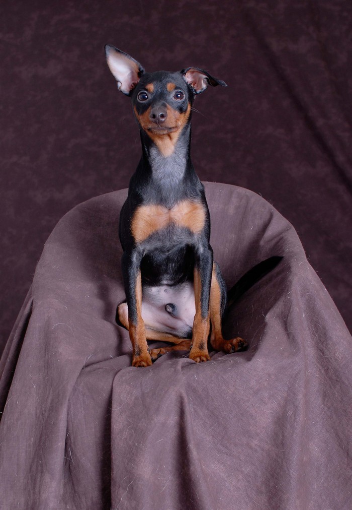 Bilder På Dogge Och Husbilen