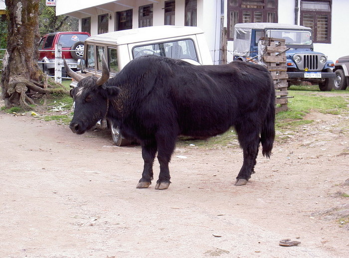 Blandat