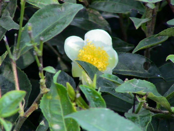Blandat