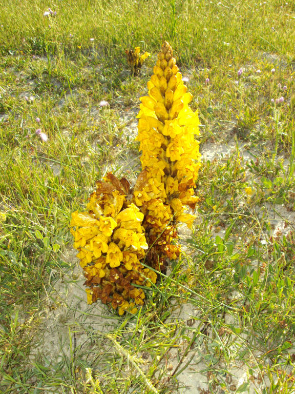 Blomma  1