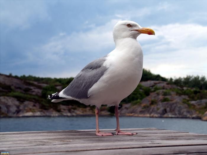 Bohuslän