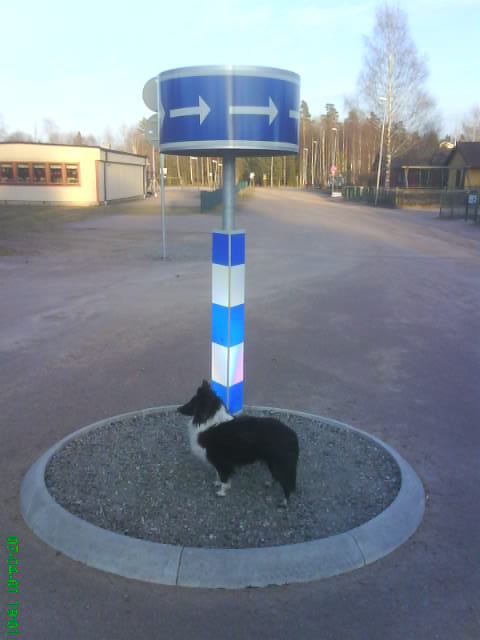 En äkta Rondellhund