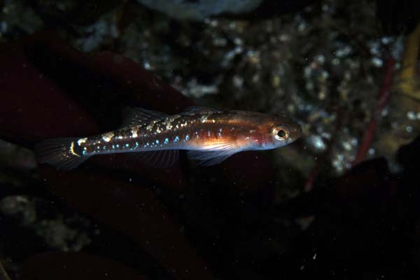 Fiskyngel
