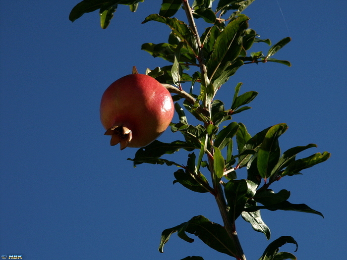 Granatäpple