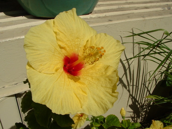 Hawai 001