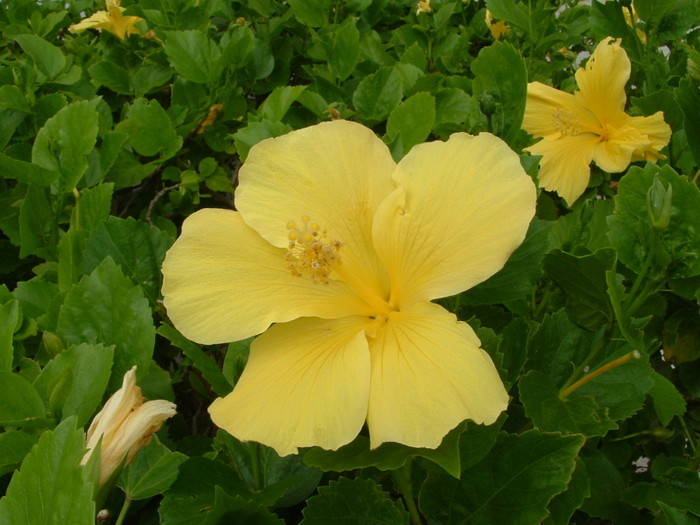 Hawai 118