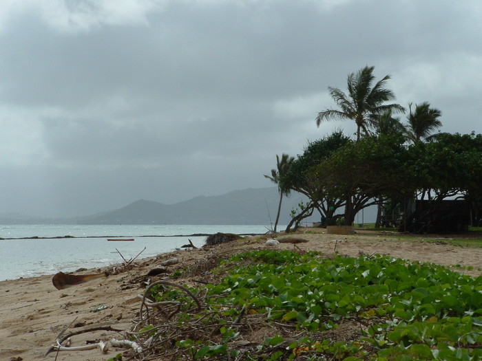 Hawai 256
