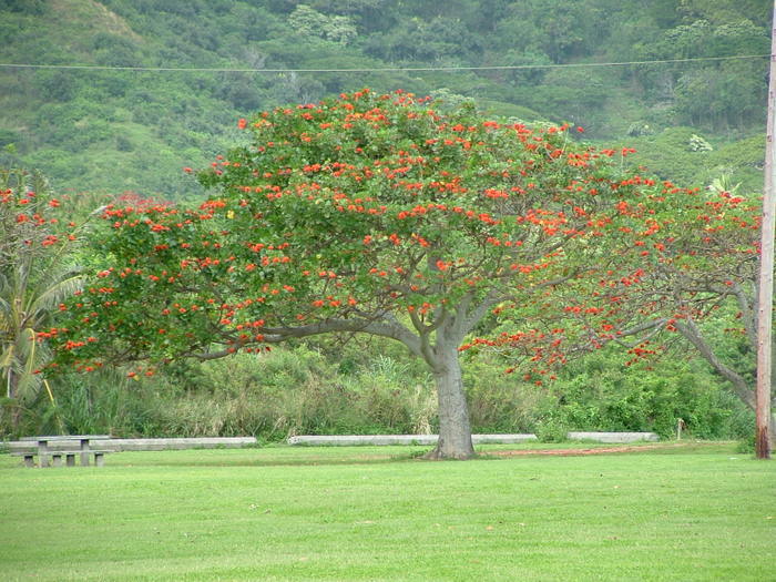 Hawai 259