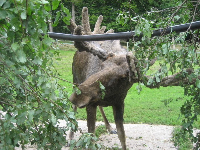 Helge älg
