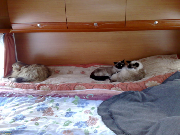 Hund och katt!?