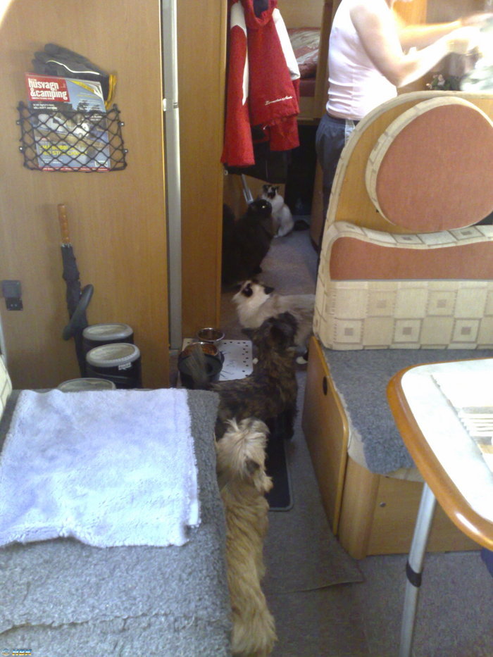 Hund och katt!?