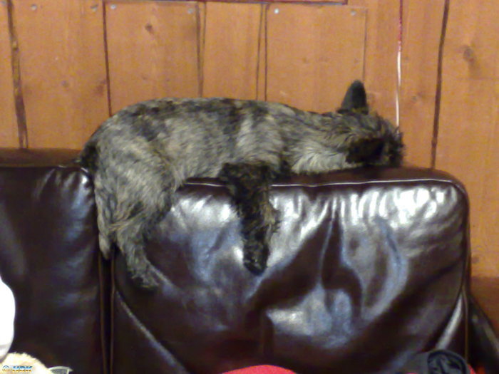 Hund och katt!?