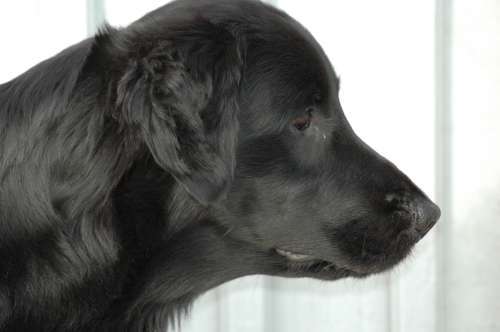 Hund