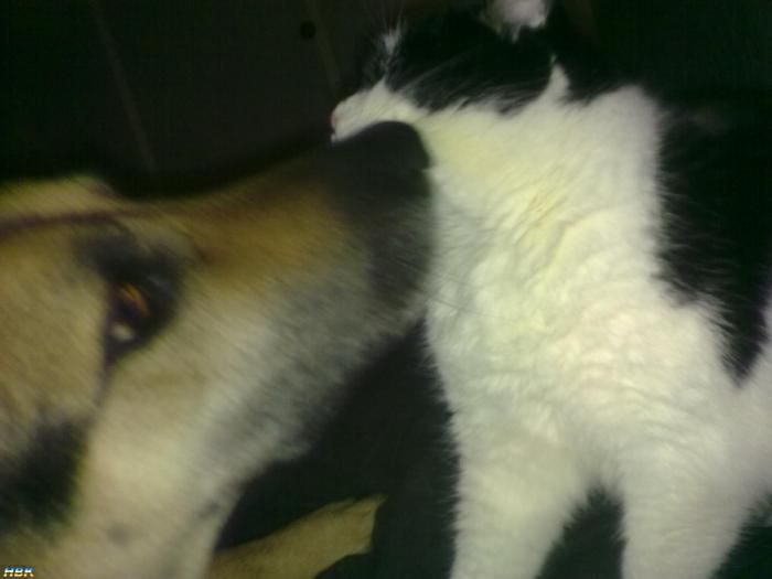 Hunden På Katten