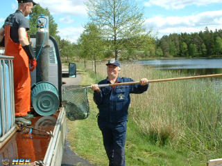 Isläpp av fisk i Kroksjön